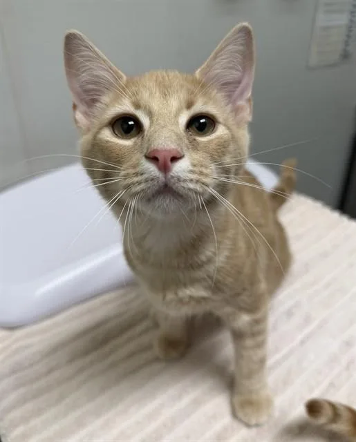 A baby small-sized male Domestic Short Hair cat named Goblin King for adoption in Leesburg, VA