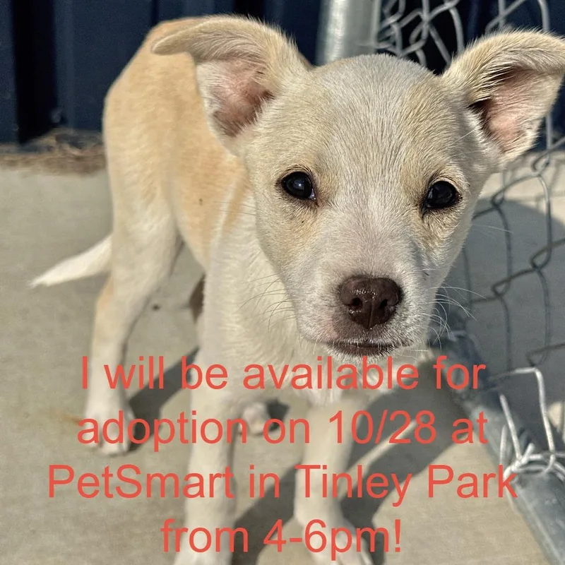 A baby medium-sized female Yellow / Tan / Blond / Fawn Chihuahua dog named Salem for adoption in Matteson, IL