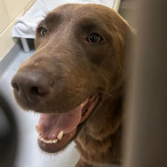 An adult large-sized female Brown / Chocolate Chocolate Labrador Retriever dog named Beans for adoption in Tacoma, WA