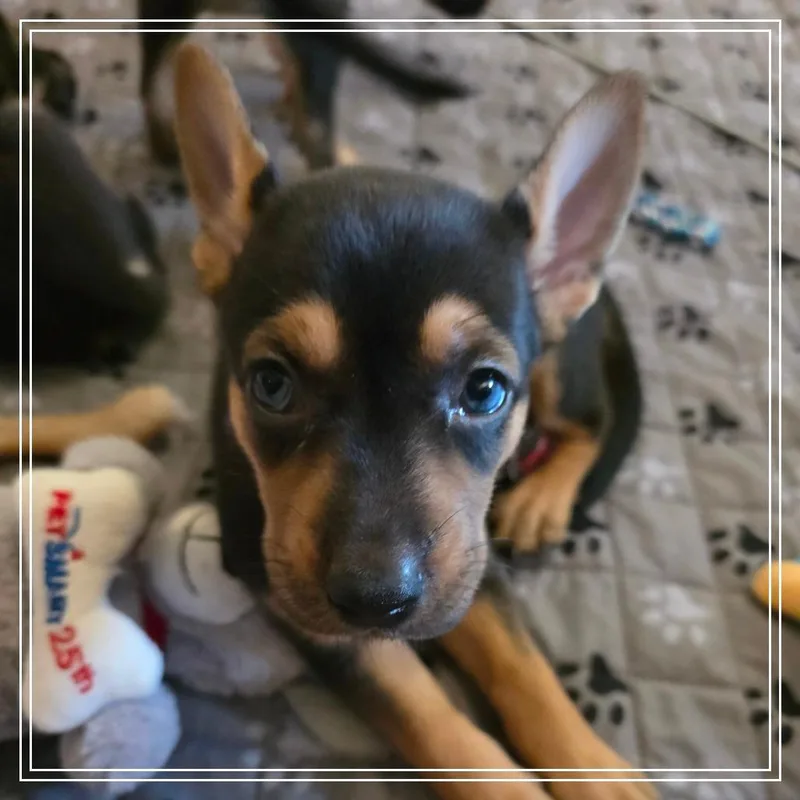 A baby small-sized female Black Shepherd dog named Empanada for adoption in Chandler, AZ
