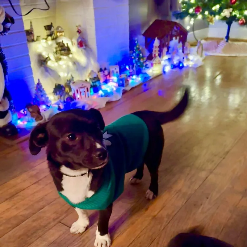 A young small-sized male Black Collie dog named Chester for adoption in Flintstone, MD