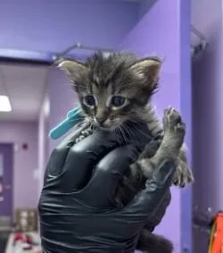 A baby small-sized male Domestic Short Hair cat named Tinker for adoption in El Paso, TX