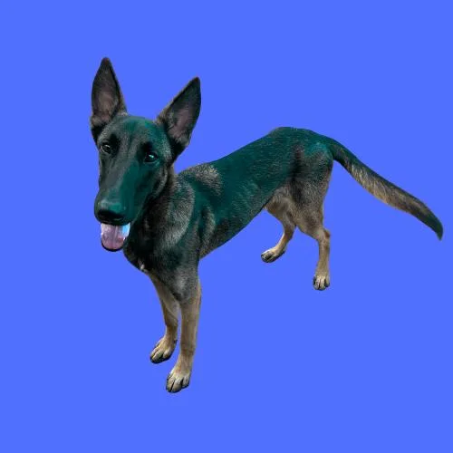 A young medium-sized male Belgian Shepherd / Malinois dog named Milu for adoption in Sullivan City, TX