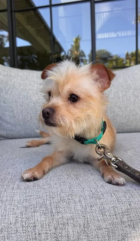 An adult small-sized male Yellow / Tan / Blond / Fawn Terrier dog named Elvis for adoption in Manhattan Beach, CA