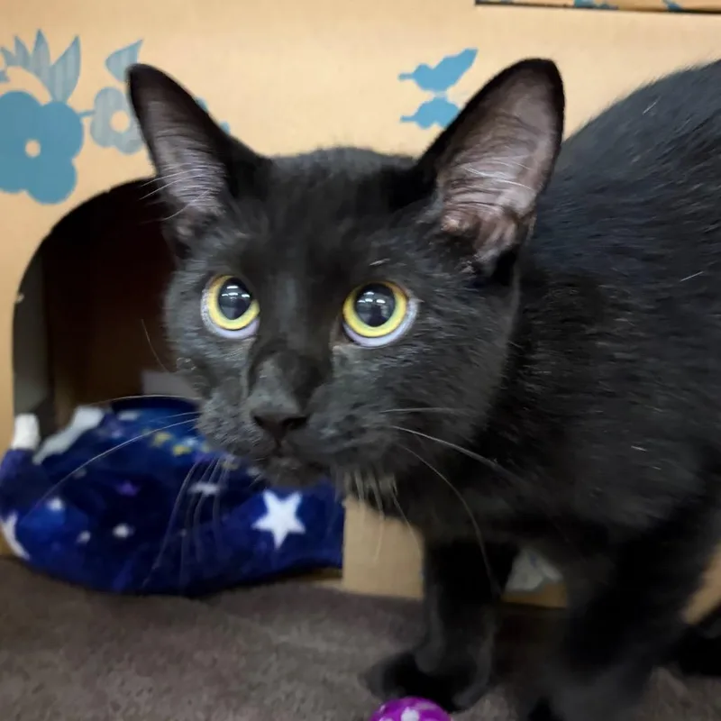A young medium-sized male Black Domestic Short Hair cat named Ash for adoption in West Olive, MI
