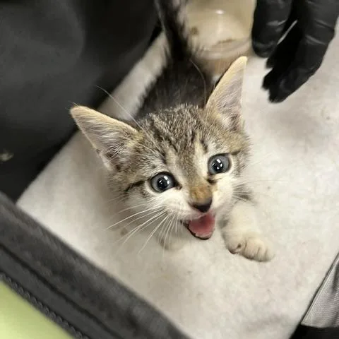 A baby small-sized female Gray / Blue / Silver Domestic Short Hair cat named Georgie for adoption in Winston-Salem, NC