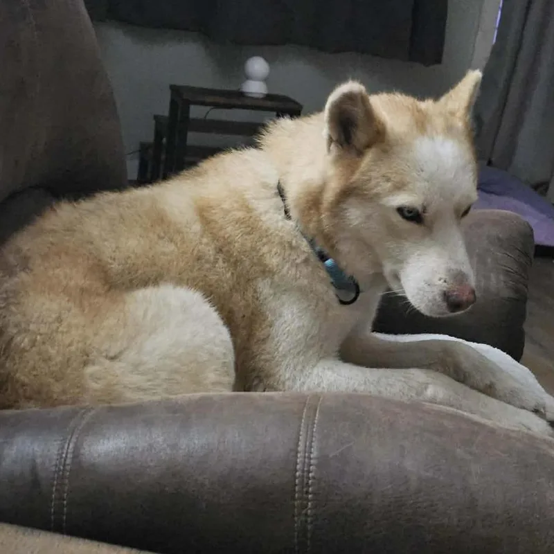 An adult medium-sized male Red / Chestnut / Orange Husky dog named Pax for adoption in Olathe, KS