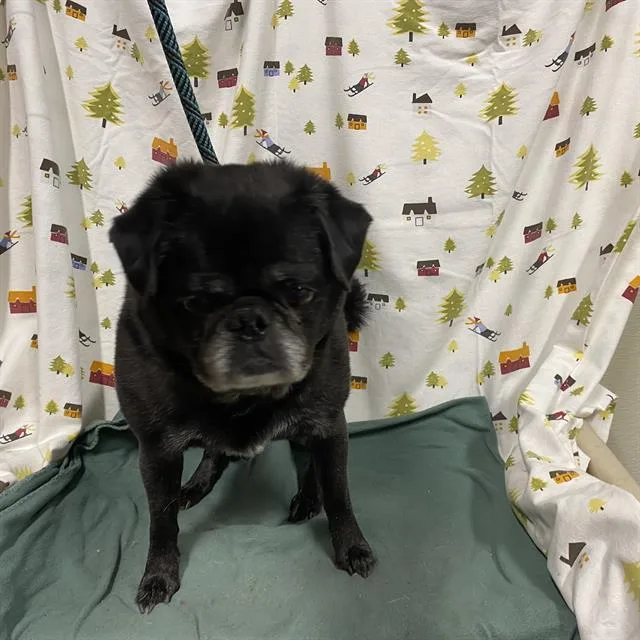A senior small-sized male Pug dog named Cristoff for adoption in Modesto, CA