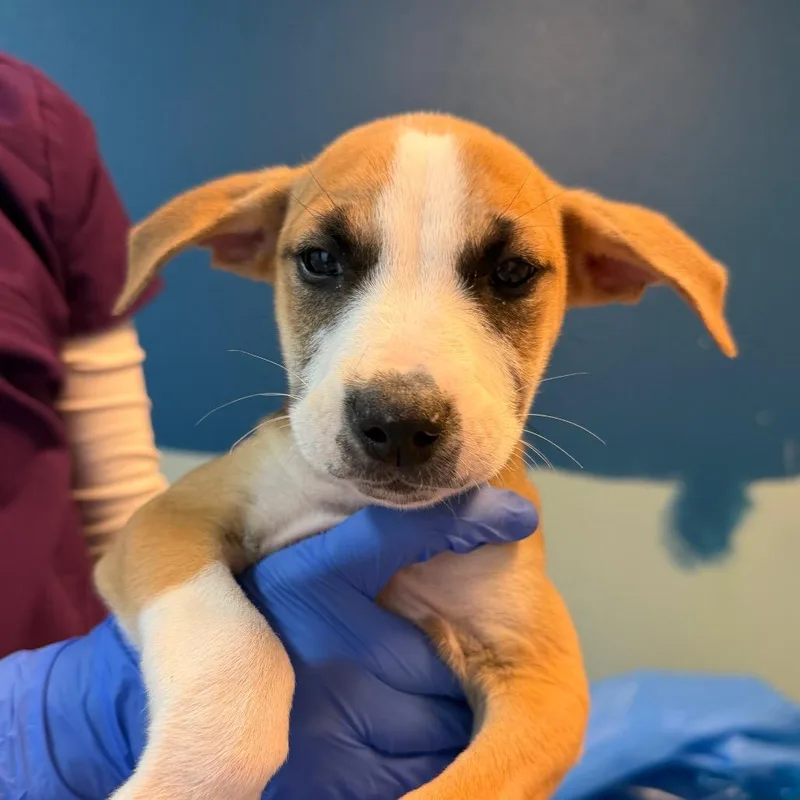 A baby small-sized male Yellow / Tan / Blond / Fawn Mixed Breed dog named Elliot for adoption in Flagstaff, AZ