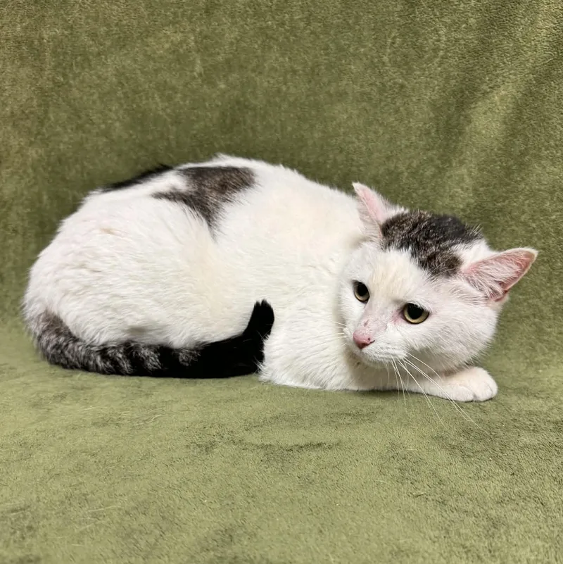 An adult medium-sized female White Domestic Short Hair cat named Adeline for adoption in Waterloo, IA