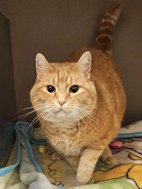 A senior medium-sized male Orange / Red Domestic Short Hair cat named Reecey for adoption in Clyde, NC