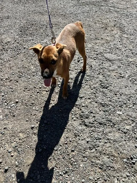 An adult small-sized female Labrador Retriever dog named Sophia for adoption in Littleton, CO