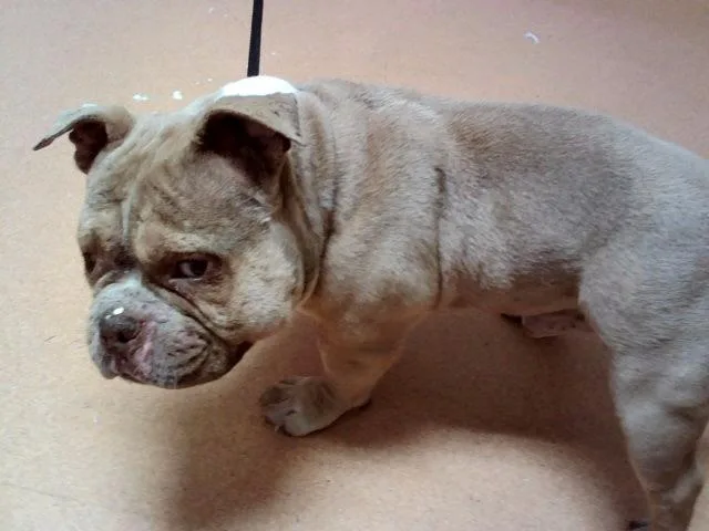 An adult medium-sized male English Bulldog dog named Cornwall for adoption in Martinez, CA