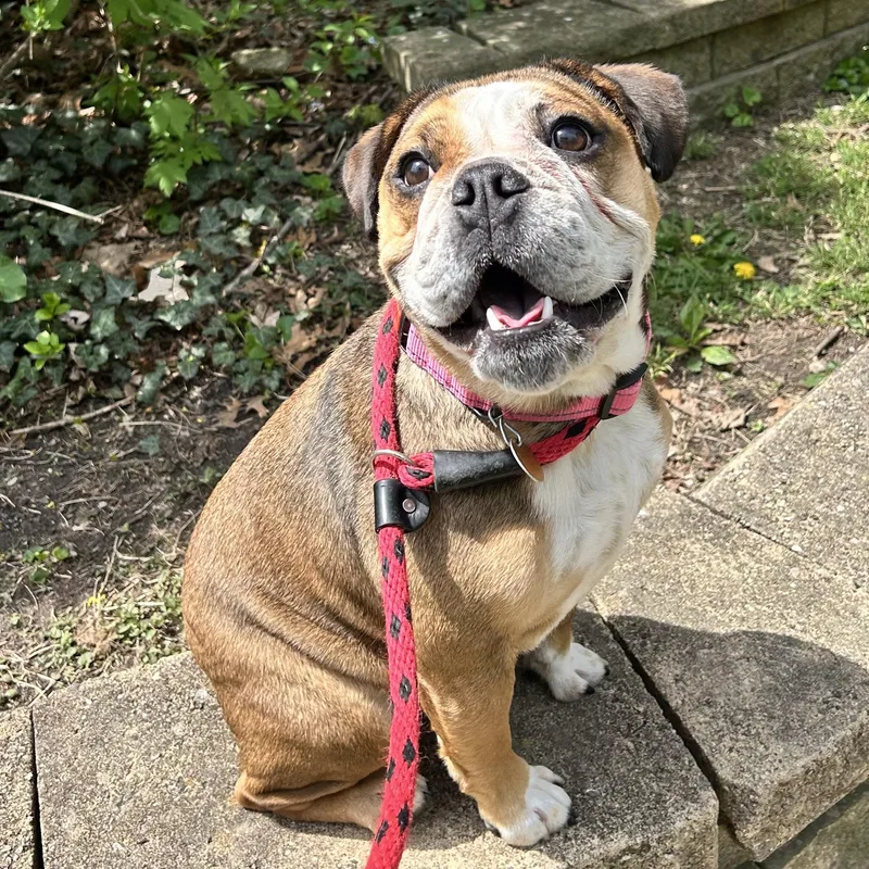 An adult medium-sized female Bulldog dog named Mocha for adoption in Huntington, NY