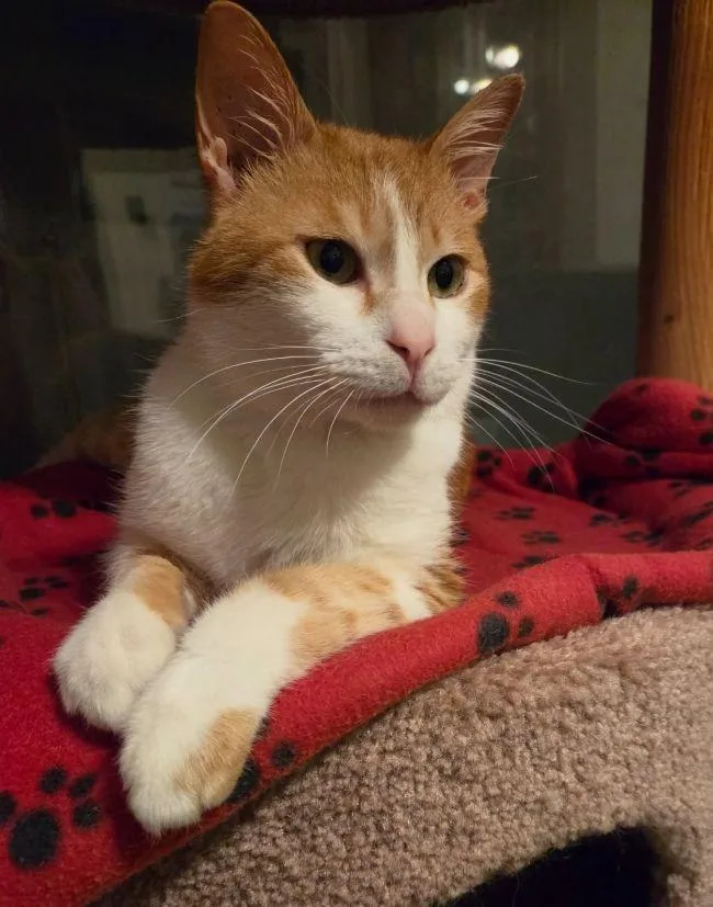 An adult medium-sized male Orange & White Domestic Short Hair cat named Cookie for adoption in Madison, WI