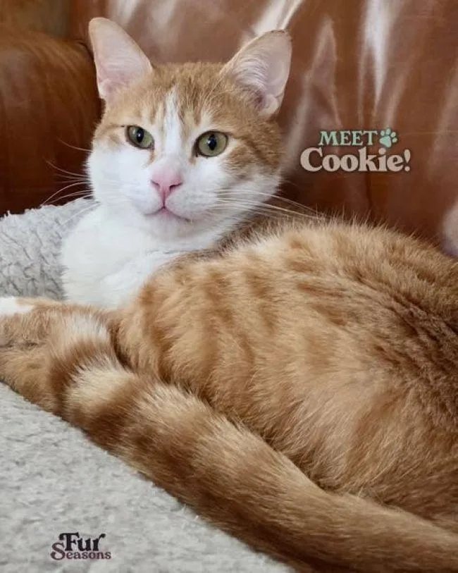 Cookie thumbnail 4
