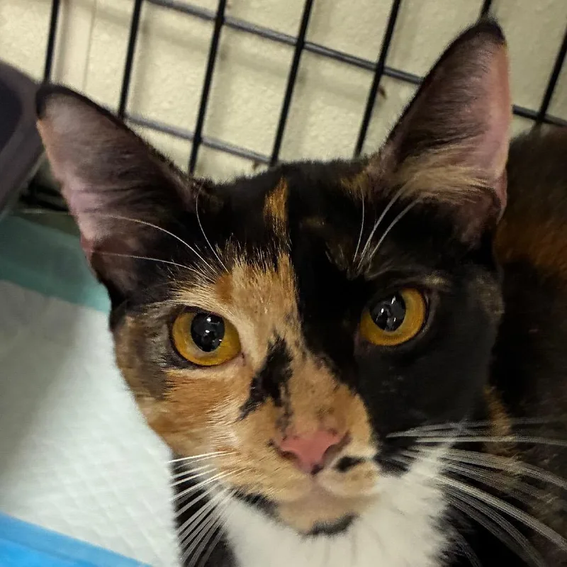 A young medium-sized female Domestic Short Hair cat named Cammy for adoption in Williston, FL
