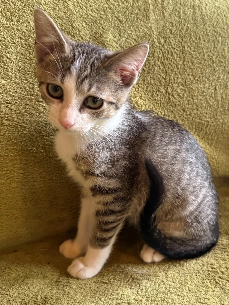 A baby medium-sized female Tabby (Gray / Blue / Silver) Domestic Short Hair cat named Plum for adoption in Mount Prospect, IL