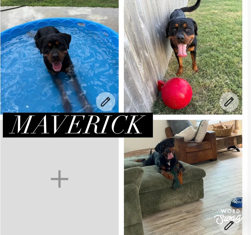 An adult medium-sized male Rottweiler dog named Maverick for adoption in canyon lake, TX
