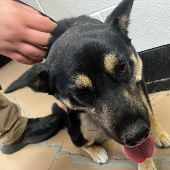 An adult medium-sized female Black Mixed Breed dog named Starshine for adoption in Gadsden, AL