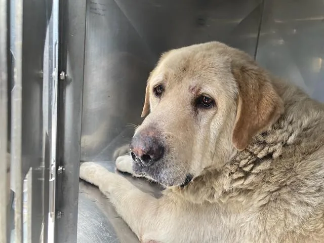 A senior large-sized male Labrador Retriever dog named Bruno for adoption in Dallas, TX