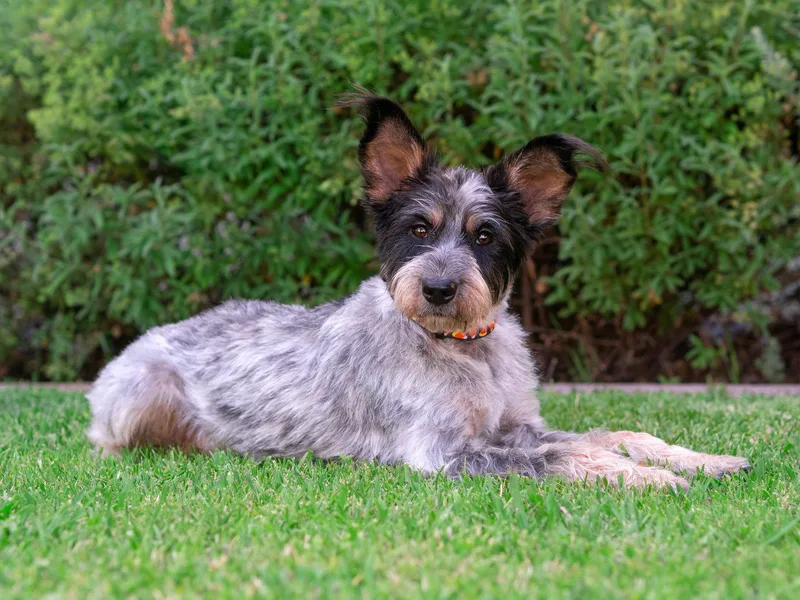 A young medium-sized female Scottish Terrier dog named Picnic for adoption in Palo Alto, CA