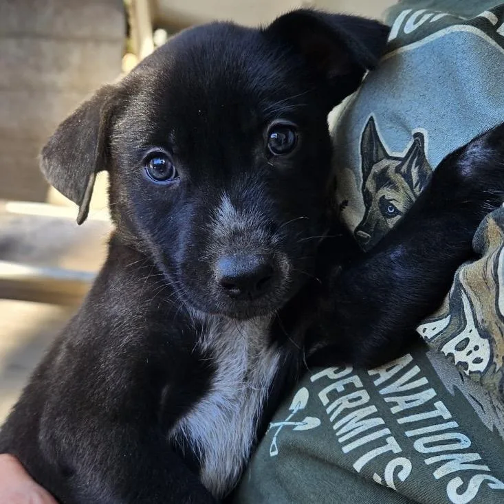 A baby small-sized male German Shepherd Dog dog named Cedar Logan for adoption in Lakewood, CO