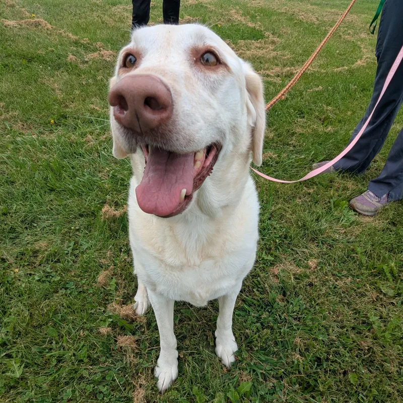 A senior large-sized female Yellow / Tan / Blond / Fawn Labrador Retriever dog named Bella for adoption in Valparaiso, IN