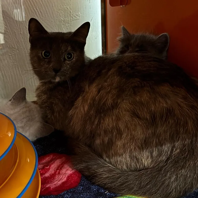 An adult medium-sized female Tortoiseshell Domestic Short Hair cat named Tuna Melt for adoption in Morgan Hill, CA