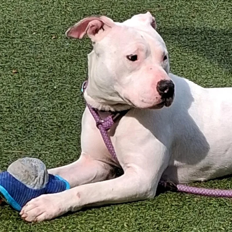 Whipped Cream thumbnail 3