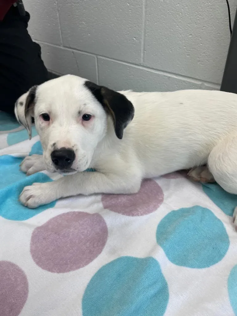A baby small-sized female Mixed Breed dog named Spot for adoption in Oxford, NC