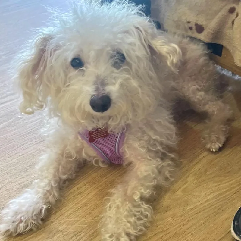 A senior small-sized female White / Cream Miniature Poodle dog named Floatie for adoption in San Francisco, CA