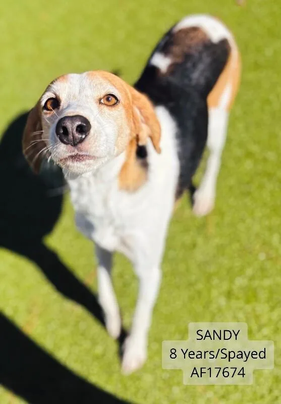 An adult medium-sized female Tricolor (Brown, Black, & White) Hound dog named Sandy for adoption in Supply, NC