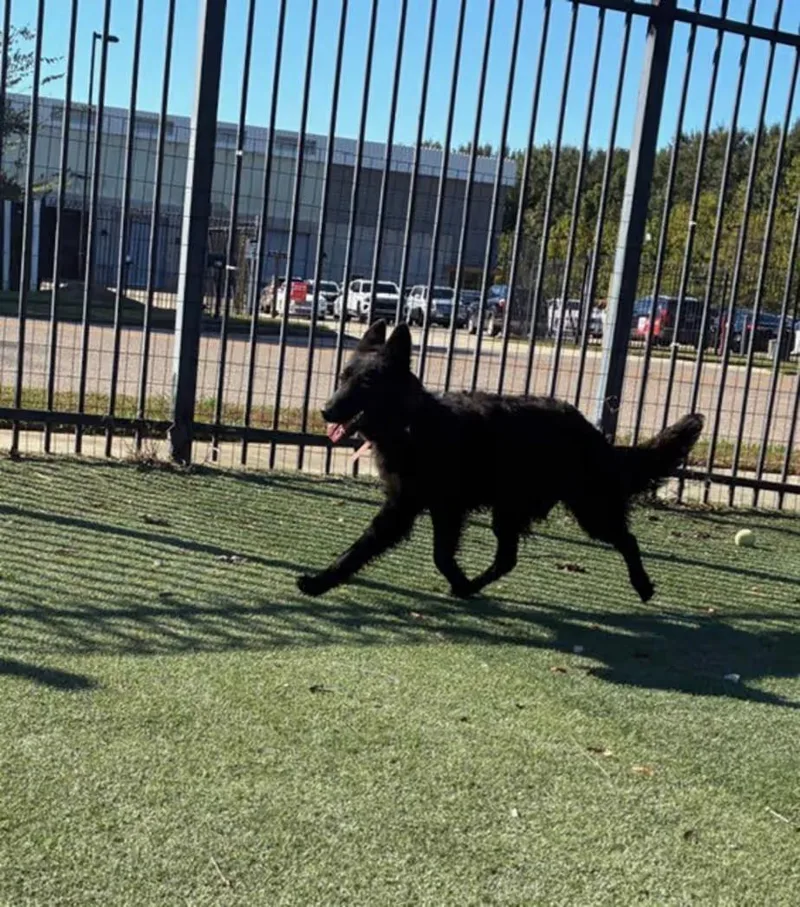A baby medium-sized female German Shepherd Dog dog named Saba for adoption in Northlake, IL