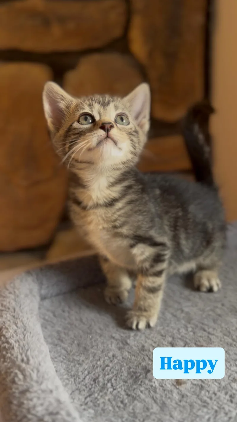 A baby medium-sized male Domestic Short Hair cat named Happy for adoption in Crown Point, IN