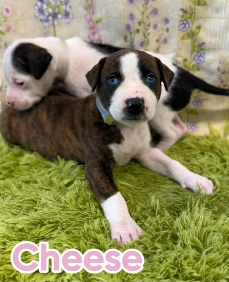 A baby large-sized female American Staffordshire Terrier dog named Cheese for adoption in Sedalia, CO