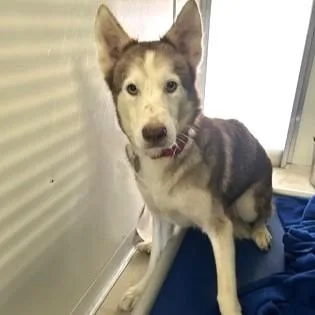 A young medium-sized female Brown / Chocolate Siberian Husky dog named Nova for adoption in Phoenixville, PA