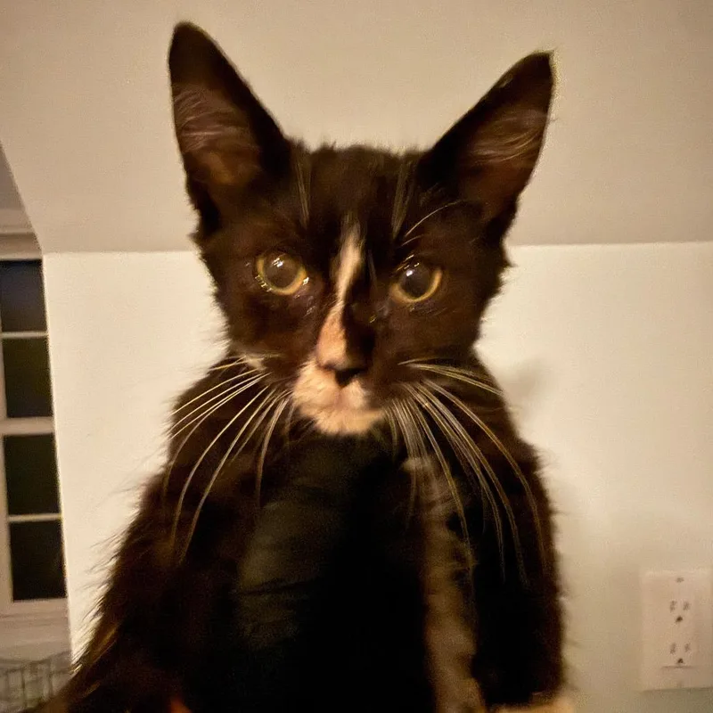 A baby small-sized male Black Domestic Short Hair cat named Fitz for adoption in Alexandria, VA