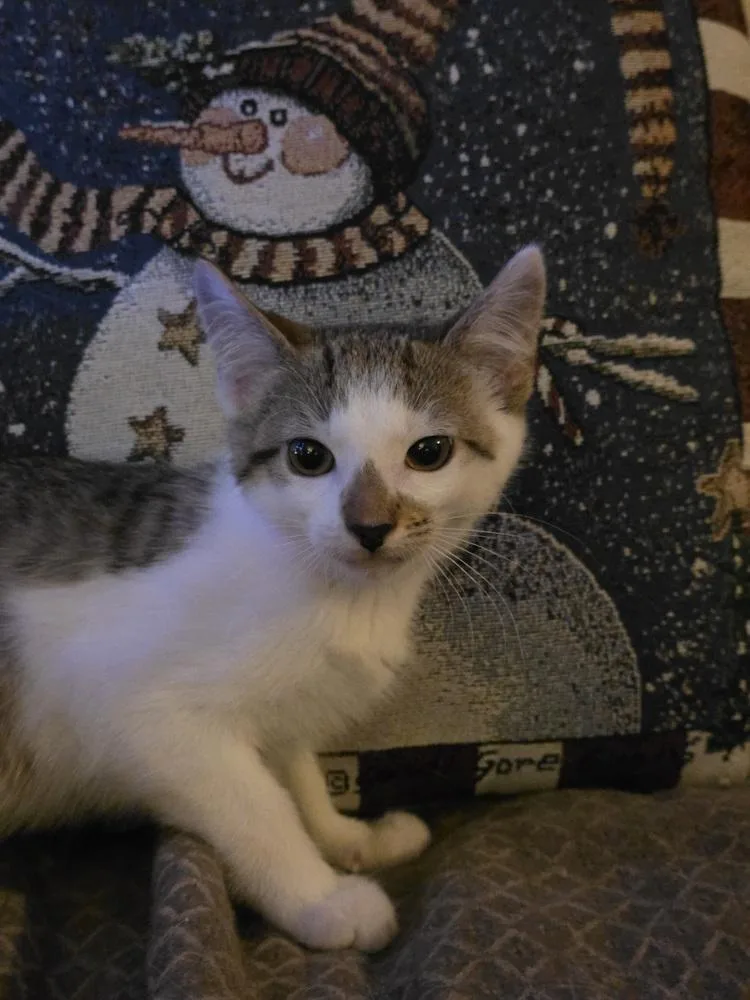 Shawarma thumbnail 2