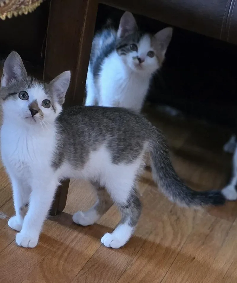 Shawarma thumbnail 3