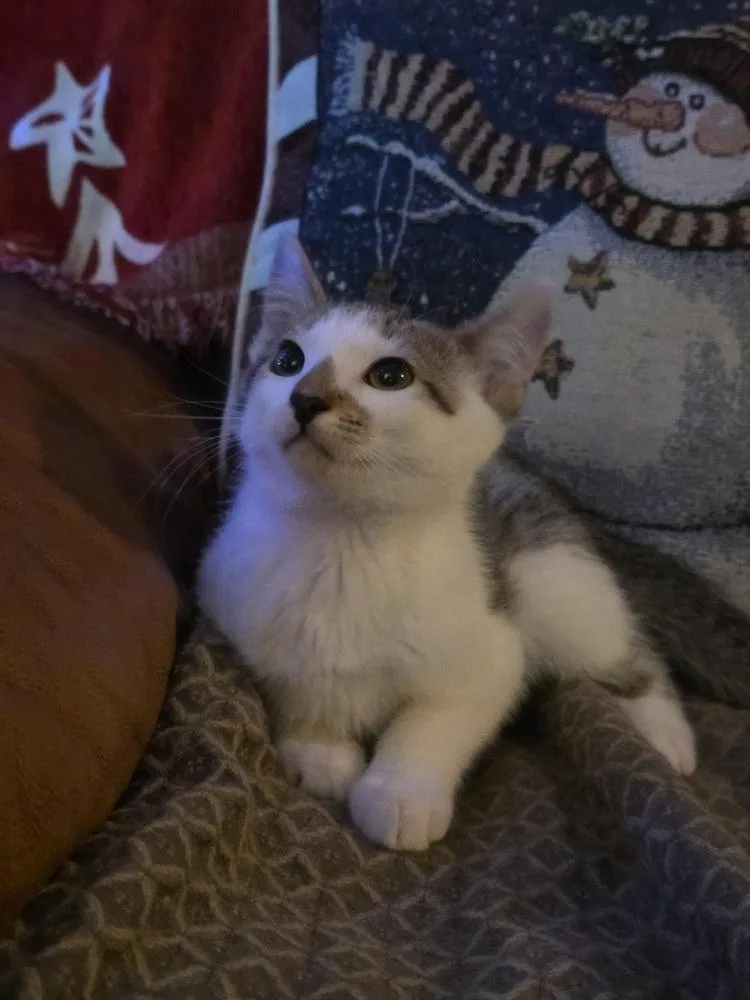 Shawarma thumbnail 4