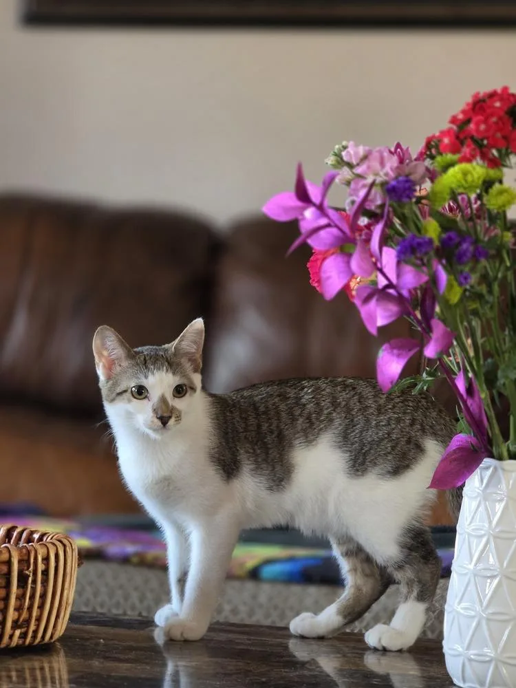 Shawarma thumbnail 5