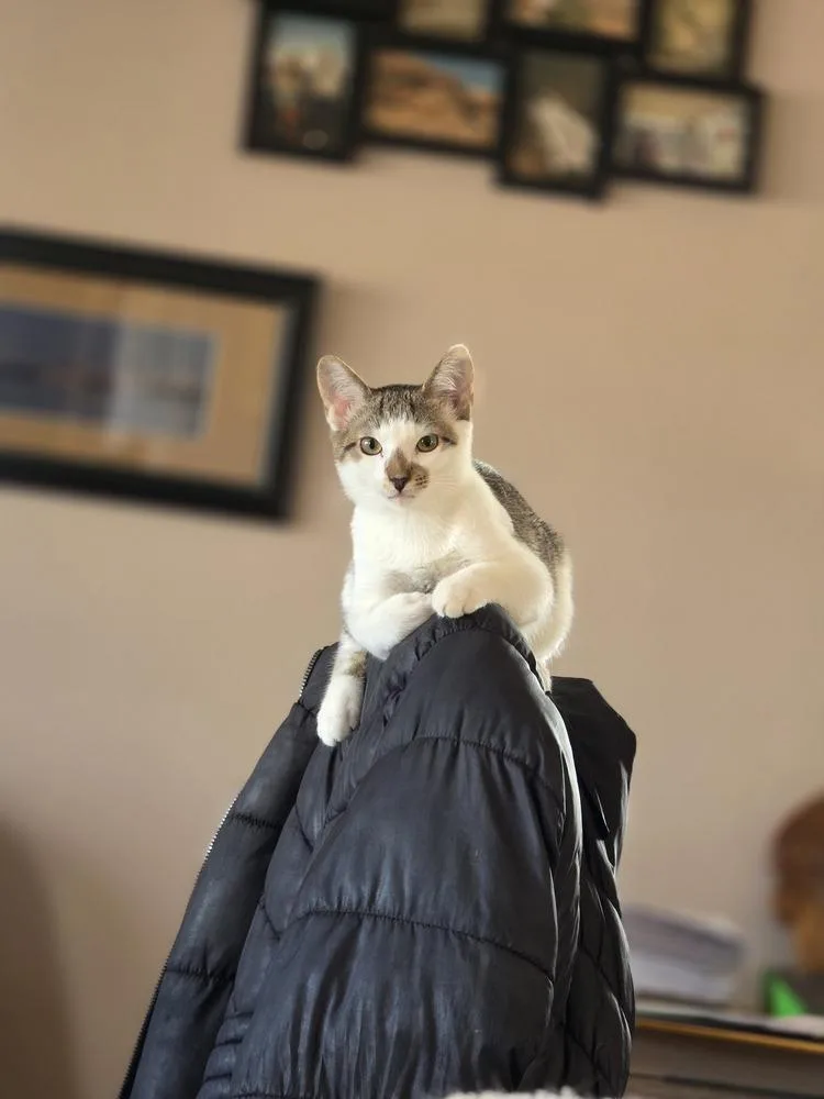 Shawarma thumbnail 6