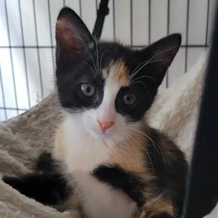 A baby small-sized female Calico Domestic Short Hair cat named Spumoni for adoption in Grand Island, NE