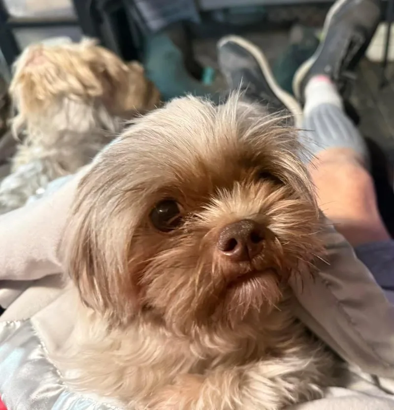 An adult small-sized female Brown / Chocolate Shih Tzu dog named Saffron for adoption in Shingle Springs, CA
