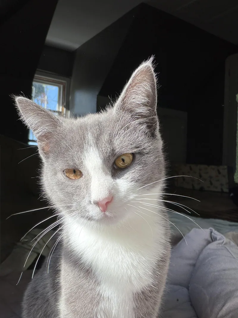 A baby small-sized female Gray & White Domestic Short Hair cat named Buella for adoption in Pittsburgh, PA