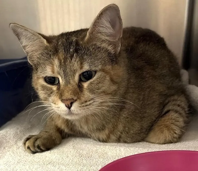 An adult medium-sized female Domestic Short Hair cat named Sweetie for adoption in Elyria, OH