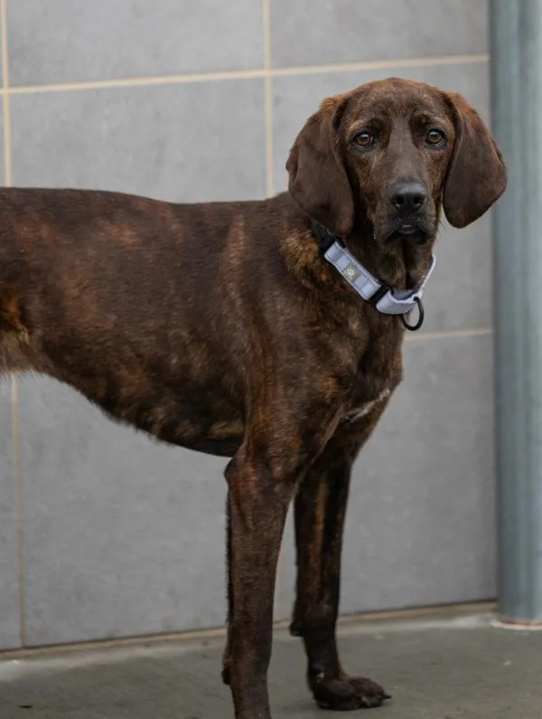 A young medium-sized female Plott Hound dog named Lexie for adoption in Stratham, NH