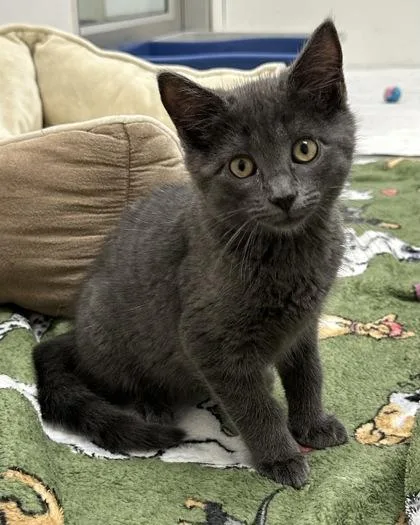A baby small-sized male Domestic Short Hair cat named Topaz for adoption in West Chester, PA