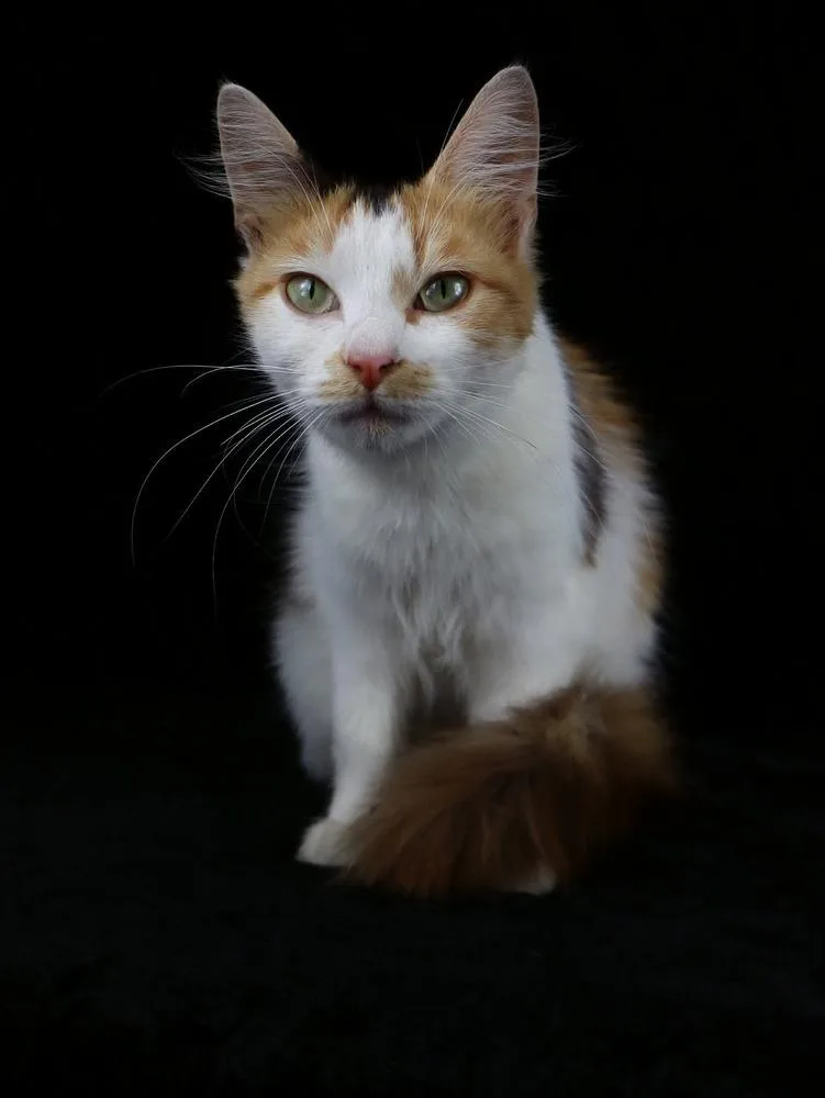 A young medium-sized female Calico cat named Madeleine for adoption in Lewisburg, TN